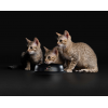 Pro Plan Nutri Savour KITTEN (для котят с индейкой в соусе) 85г х 26шт