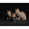 Pro Plan Original Kitten (сухой корм для котят с курицей)