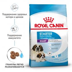Royal Canin Giant Starter Корм для щенков гигантских пород до 2-х месяцев, беременных и кормящих сук