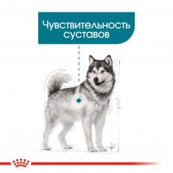 Royal Canin Maxi Joint Care Корм сухой для взрослых собак крупных размеров с повышенной чувствительностью суставов