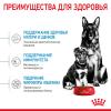 Royal Canin Maxi Starter Корм для щенков крупных пород до 2-х месяцев, беременных и кормящих сук