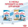 Royal Canin Maxi Starter Корм для щенков крупных пород до 2-х месяцев, беременных и кормящих сук