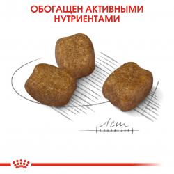 Royal Canin Mini Dental Care Корм сухой для собак мелких размеров, предрасположенных к образованию зубного камня