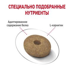 Royal Canin Mini Light Weight Care Корм сухой для взрослых собак мелких размеров, склонных к набору лишнего веса