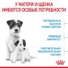 Royal Canin Mini Starter Корм сухой полнорационный для собак мелких пород (до 10 кг) в конце беременности и в период лактации, а также для щенков в период отъема от матери и до 2-х месячного возраста