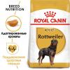 Royal Canin Rottweiler (для взрослых собак породы ротвейлер в возрасте от 18 месяцев)