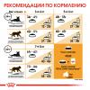 Royal Canin Bengal Adult Корм сухой сбалансированный для взрослых бенгальских кошек от 12 месяцев