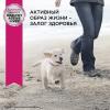 Eukanuba Puppy Toy Breed <12 months Корм сухой для щенков миниатюрных пород в возрасте до 12 месяцев, 500 гр.